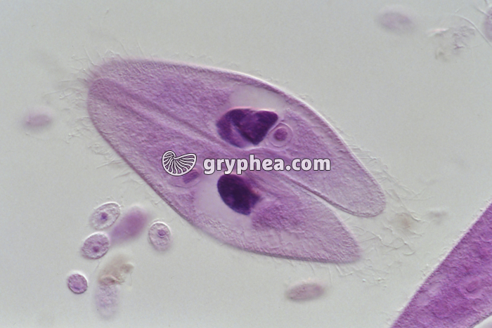 Paramécies en conjugaison x100 - gryphea.com